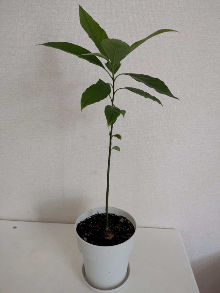 500mlペットボトル2本分くらいの高さまで成長したリボベジアボカドの画像 白い鉢から茎がスッと伸び、大きな葉が9枚
