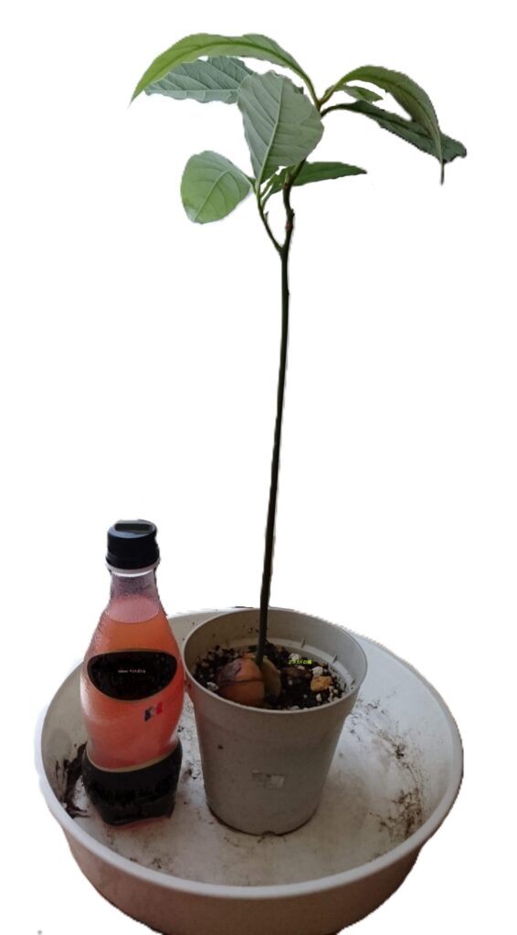 500mlペットの2倍くらいに成長したリベジアボカド
