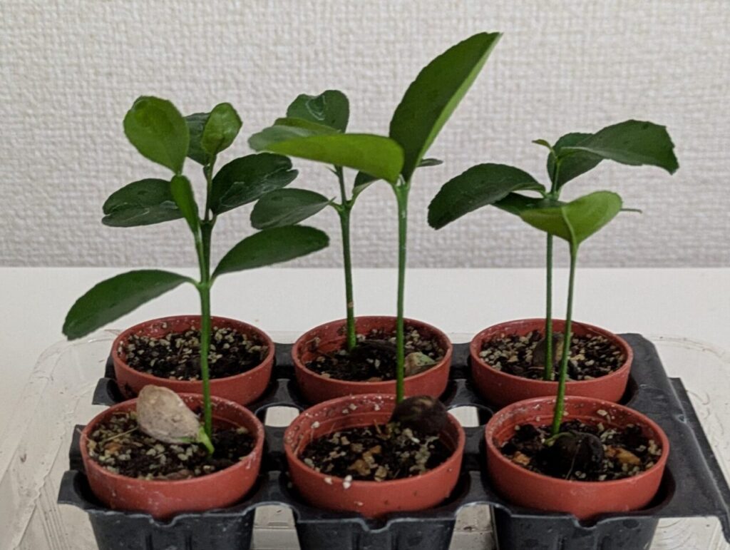 ニューサマーオレンジの種から双葉がでた画像 6つの苗ポットから、それぞれ1本ずつ生えている画像